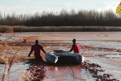 В Твери сотрудники МЧС спасли лося из водоотстойника - tver.mk.ru - Тверь