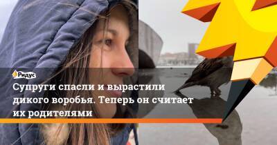Супруги спасли и вырастили дикого воробья. Теперь он считает их родителями - ridus.ru - Словения