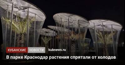 В парке Краснодар растения спрятали от холодов - kubnews.ru - Краснодар