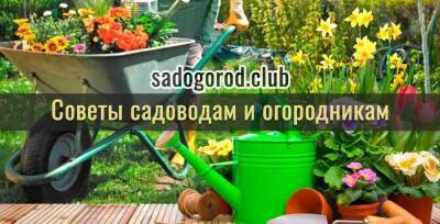 Свекла или морковь: какой овощ оказался полезнее - skuke.net