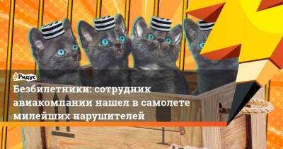 Безбилетники: сотрудник авиакомпании нашел в самолете милейших нарушителей - ridus.ru - Китай - Гонконг - Сингапур - Республика Сингапур