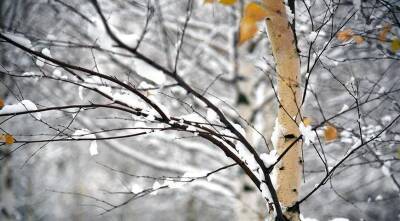 Когда ждать первый снег в Московском регионе и что делать с растениями? - skuke.net - Россия