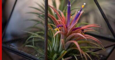 Комнатные растения для новичков: 7 неубиваемых цветов, которые украсят интерьер - profile.ru