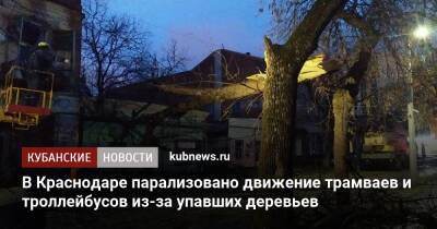 В Краснодаре парализовано движение трамваев и троллейбусов из-за упавших деревьев - kubnews.ru - Краснодарский край - Краснодар