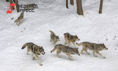 В Югре охотники отогнали волчью стаю от поселка Зеленоборск - fedpress.ru - Югра - р-н Советский
