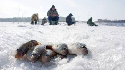 Рыбаки в Сибири наткнулись на рыбный клад и сняли его на видео - 5-tv.ru - Сибирь