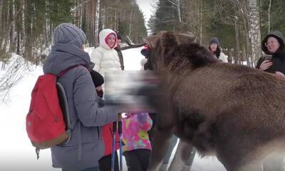 Лось напал на маленькую девочку в национальном парке - gubdaily.ru - Челябинская обл.