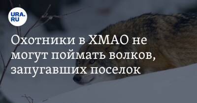 Охотники в ХМАО не могут поймать волков, запугавших поселок - ura.news - Югра - р-н Советский