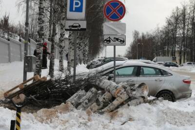 В Петрозаводске спиливают 10-летние березки - karel.mk.ru - Петрозаводск - республика Карелия