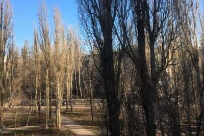 Зима принесла в Воронеж потепление - vrn.mk.ru - Воронеж - Воронежская обл.