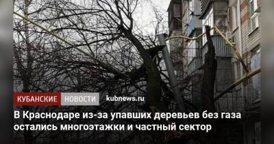 В Краснодаре из-за упавших деревьев без газа остались многоэтажки и частный сектор - kubnews.ru - Краснодар