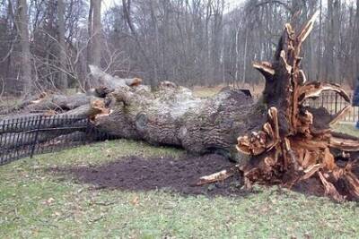 Ураган повалил главное дерево России - lenta.ru - Россия - Орловская обл.