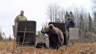 Специалисты центра спасения медвежат-сирот рассказали о возвращении Михаила Андреевича в дикую природу - bnkomi.ru - респ. Коми - Архангельск