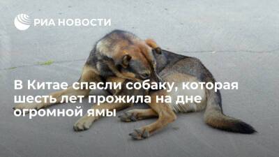 В Китае спасли собаку, которая шесть лет прожила на дне пятидесятиметровой пещеры - ria.ru - Китай