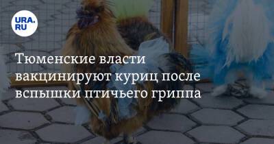 Тюменские власти вакцинируют куриц после вспышки птичьего гриппа - ura.news - Тюменская обл.