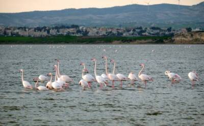В Ларнаку вернулись фламинго - vkcyprus.com - Кипр