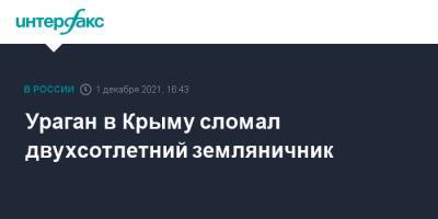 Ураган в Крыму сломал двухсотлетний земляничник - interfax.ru - Москва - Крым - Ялта