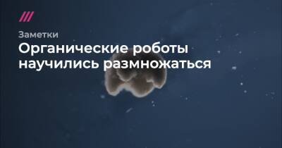 Органические роботы научились размножаться - tvrain.ru