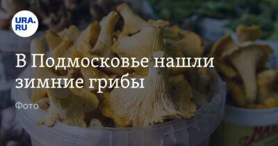 В Подмосковье нашли зимние грибы. Фото - ura.news - Московская обл.