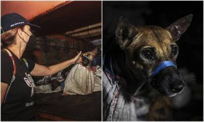 В Индонезии 50 собак спасли по пути на мясную ферму - skuke.net - Индонезия - Интересно