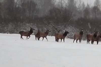В лесах у Углича пасется большое стадо оленей - yar.mk.ru - Ярославская обл.