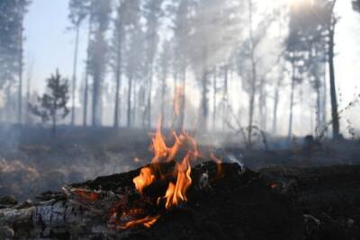 Ущерб от лесных пожаров в Якутии в 2021 году превысил 3,7 млрд рублей - interfax-russia.ru - респ. Саха - Якутск