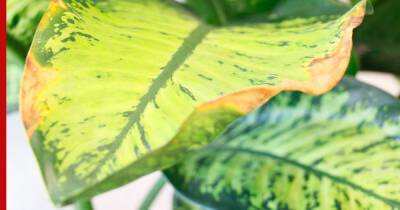 Сохнут или желтеют листья у диффенбахии: как спасти растение - profile.ru