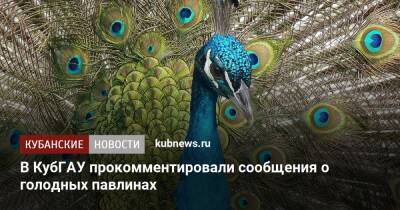 В КубГАУ прокомментировали сообщения о голодных павлинах - kubnews.ru - Краснодар - Краснодар