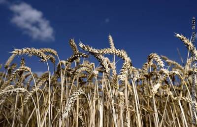 Экспортная пошлина на пшеницу из РФ с 15 декабря повысится до $91 за тонну - interfax.ru - Москва - Россия