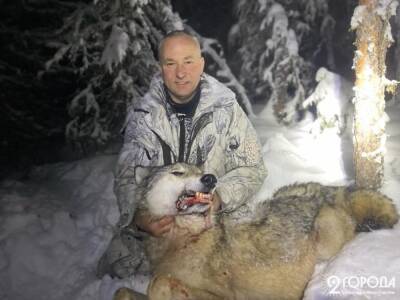 В Югре застрелили первого волка из стаи, из-за которой чуть не объявили «волкдаун» - znak.com - Югра - р-н Советский