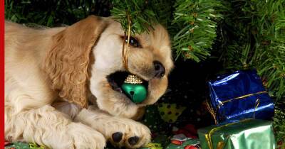 Собака, кошка, елка: как встречать Новый год и украшать квартиру, если в доме есть животные - profile.ru
