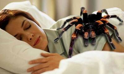 Ужасные пауки: ученые объяснили, почему мы так боимся этих существ - bloknot.ru