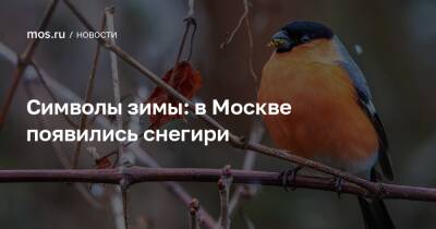 Символы зимы: в Москве появились снегири - mos.ru - Москва