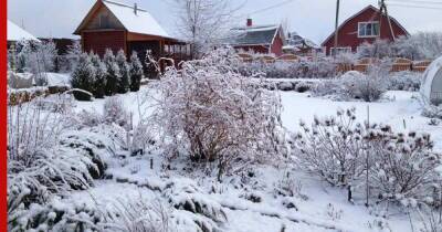 Снег в саду: как с его помощью защитить растения от морозов - profile.ru