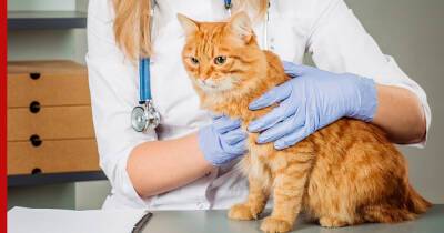 Беспроблемные питомцы: 6 самых здоровых пород кошек - profile.ru - Египет