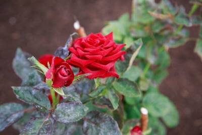 Чем укрыть розы, чтобы выдержали январские морозы: уловка садоводов - skuke.net
