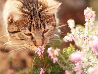 7 неочевидных запахов, которые сводят кошек с ума - skuke.net
