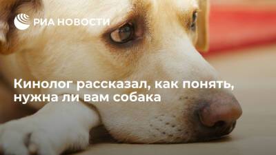 Владимир Голубев - Президент РКФ Голубев: желающим завести собаку нужно опираться на факты, а не на фантазии - ria.ru - Москва - Россия - Москва