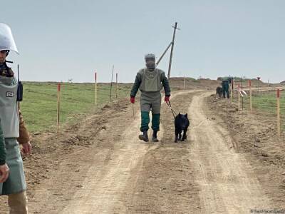 Фарид Зохрабов - На сегодняшний день около 20 тысяч гектаров очищено от мин - глава ANAMA - trend.az - Азербайджан - район Тертерский - Агдамск - Физулинск