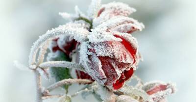 Семь чудесных растений, которые цветут зимой - skuke.net - Латвия
