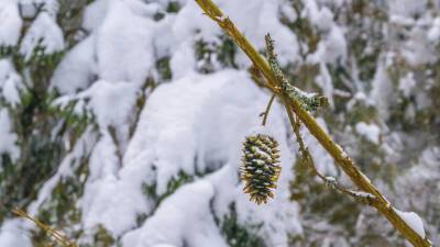 Татьяна Позднякова - Снежно и тепло: москвичам рассказали о погоде на следующей неделе - mir24.tv - Москва