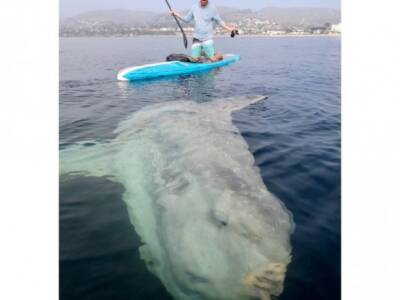 В Калифорнии мужчины встретили огромную рыбу-луну, когда катались на сапсерфах - unn.com.ua - Украина - Киев - шт. Калифорния