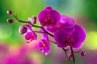 Таиланд - Орхидея, тропическая красавица: можно ли приручить ее в нашем климате? - skuke.net - Таиланд
