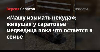 Карен Даллакян - «Машу изымать некуда»: живущая у саратовев медведица пока что остаётся в семье - nversia.ru - Саратовская обл. - Челябинск - Пензенская обл.