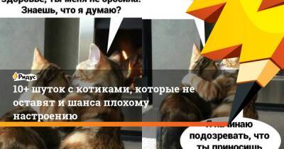 Вячеслав Володин - 10+ шуток с котиками, которые не оставят и шанса плохому настроению - ridus.ru - Россия