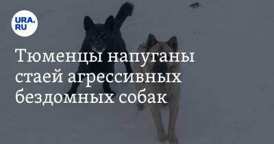 Тюменцы напуганы стаей агрессивных бездомных собак - ura.news - Ишим
