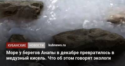 Море у берегов Анапы в декабре превратилось в медузный кисель. Что об этом говорят экологи - kubnews.ru - Анапа - Краснодарский край - Черное Море - Экология - Анапа