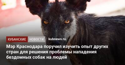 Андрей Алексеенко - Мэр Краснодара поручил изучить опыт других стран для решения проблемы нападения бездомных собак на людей - kubnews.ru - Краснодарский край - Краснодар - Грузия - Турция - Краснодар