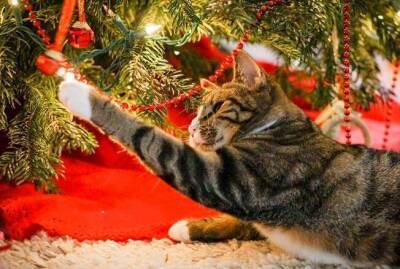 Канун: уберегаем новогоднюю ёлку от кота - skuke.net