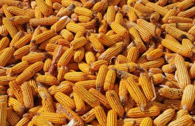 USDA улучшило прогноз по украинской кукурузе - agroportal.ua - Украина